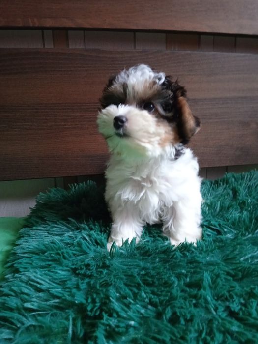 Хлопчик Бівер Йорк