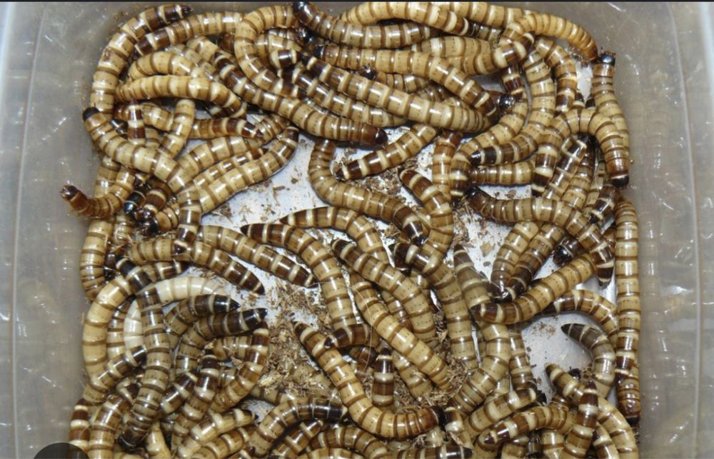 Продам зофобас.