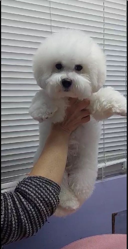 Bichon frise (кабель)