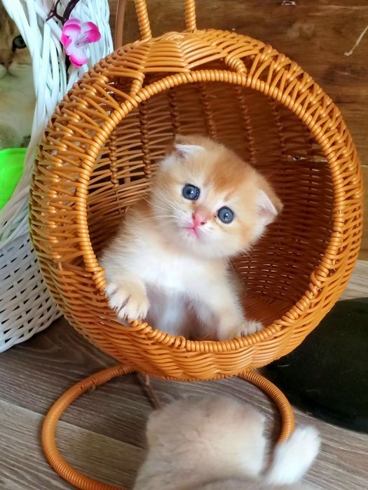 Ручные малыши для души. Котята золотая шиншилла.