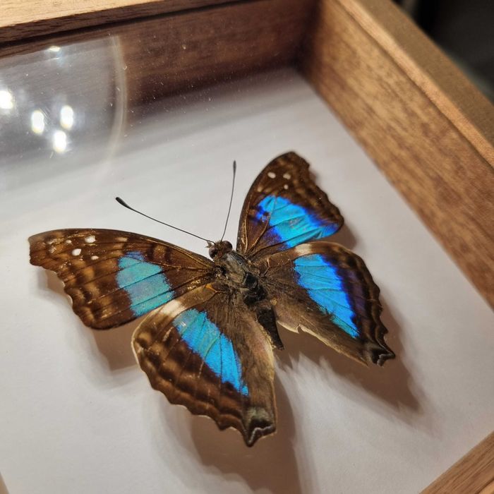 MOTYL W RAMCE - Doxocopa laurentia cherubina, samiec