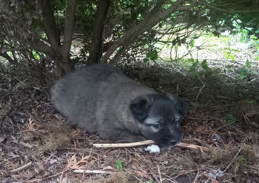 Собачата,чудові песодіти