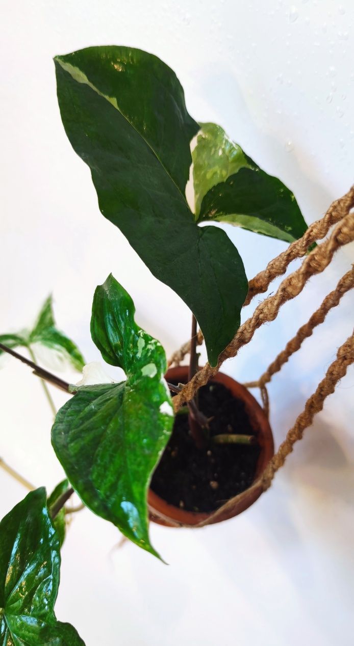 Syngonium emerald gem variegata, makrama.