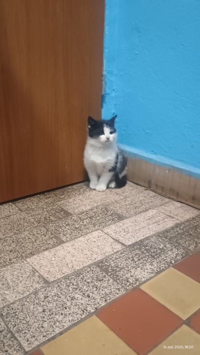 Oddam w dobre ręce kotkę