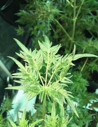 Nasiona marihuany In-Fern-Ho regularne Mutant Nomad seed Bank

In-fer-