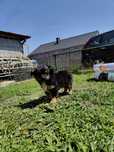 Piesek chihuahua