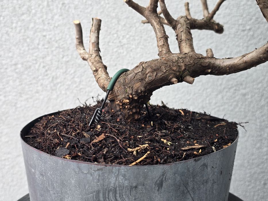PRE BONSAI - jałowiec chiński
