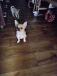 Chihuahua piesek