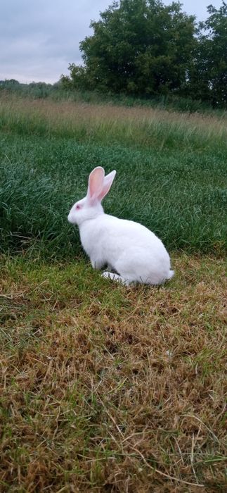 Кролики термонська біла