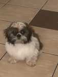 Smycz shih tzu pol