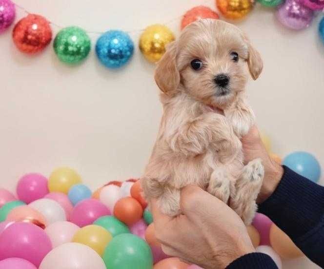 Мальтипу Ф - 1. Девочка, мини формат. Бэби фейс.