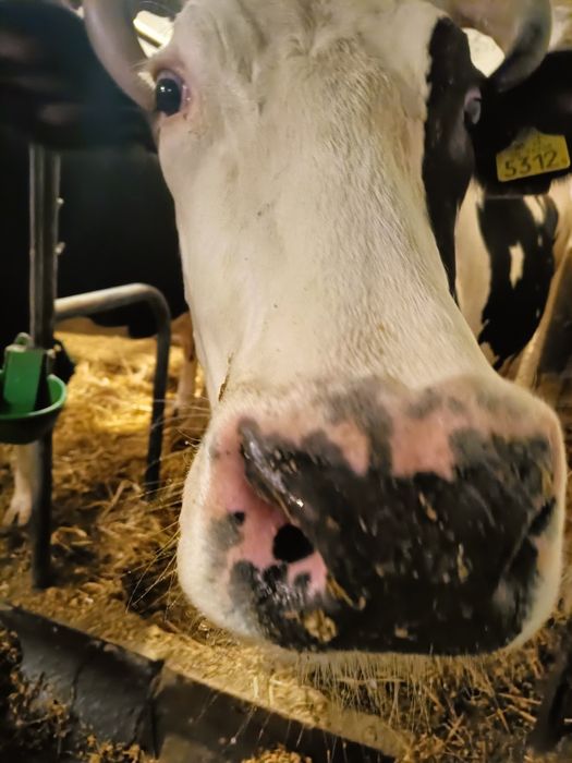 Sprzedam pierwiastki