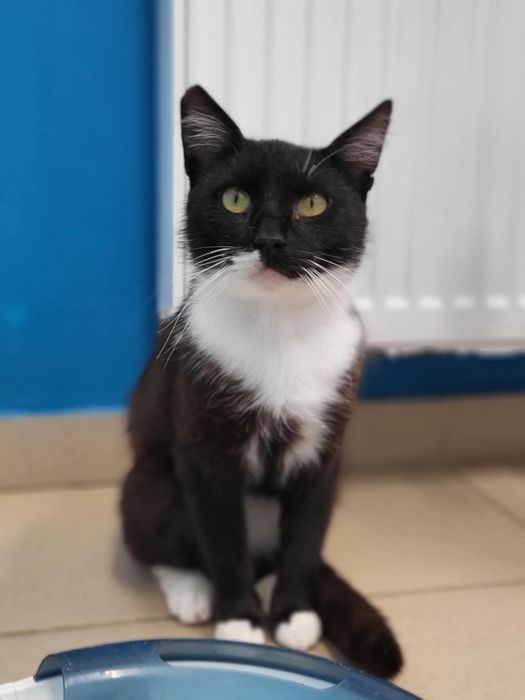 Cynamon - idealny kot