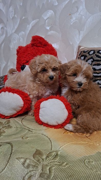 Шикарные мальтипу.Ф1 .