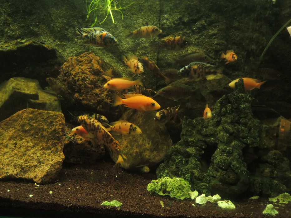 Pyszczak pseudotropheus crabro szerszeń