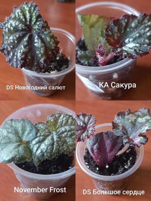 Набір.Бегонії декоративно листяні.