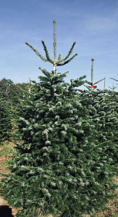 jodła kaukaska 2.00-2.50 świerki choinki