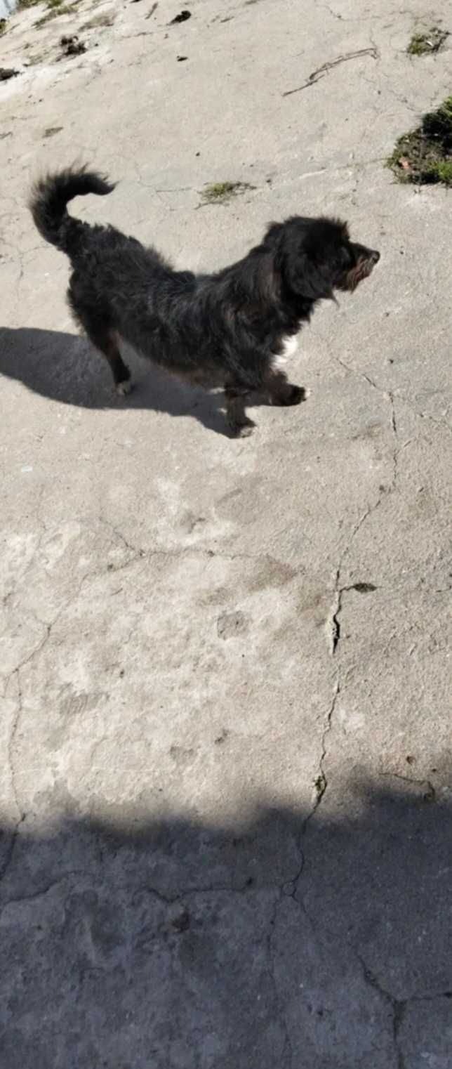 Cão com 1 ano para dar