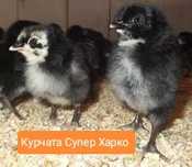Добові курчата Супер Харко - м'ясні півники