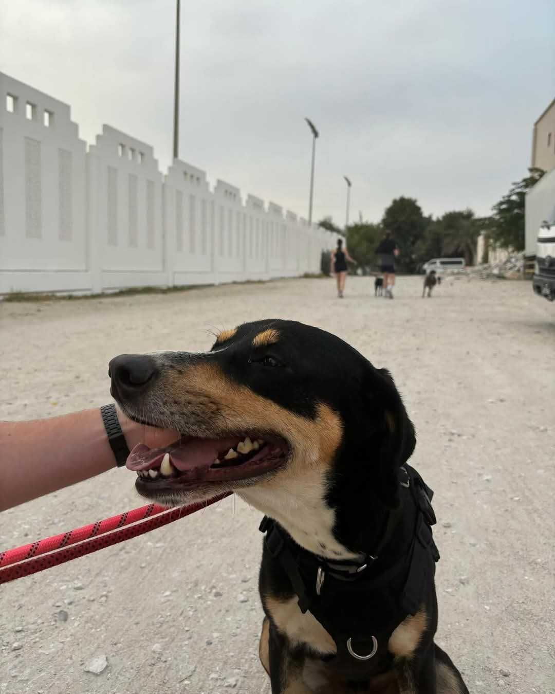 Przystojny Chase, przyjacielski i uśmiechnięty kompan i towarzysz