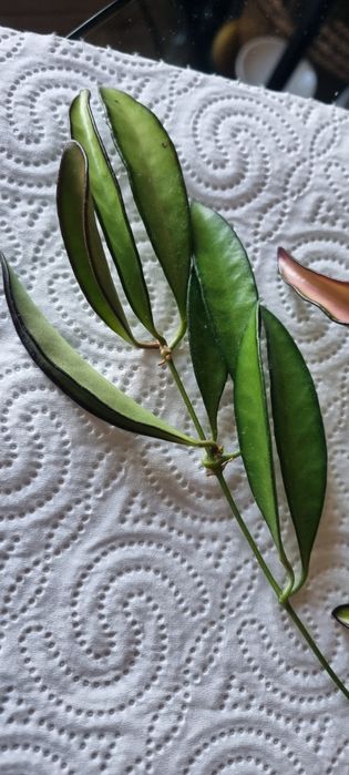 Hoya Wayetii i Kentiana variegata - zestaw