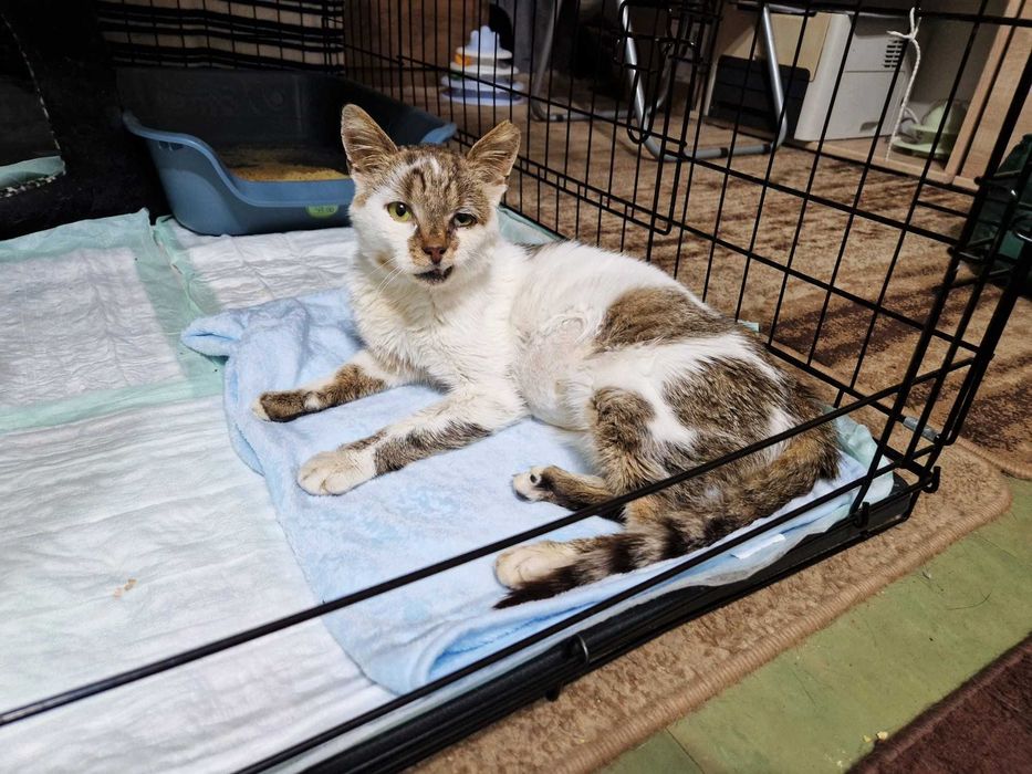 kocurek - Króliczek , wyjątkowy skarb bardzo szuka domu