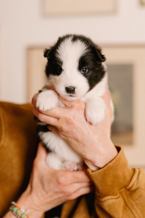 Łajka jakucka szczenię-suczka