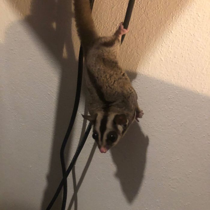 Młode Lotopałanki | Sugar Gliders