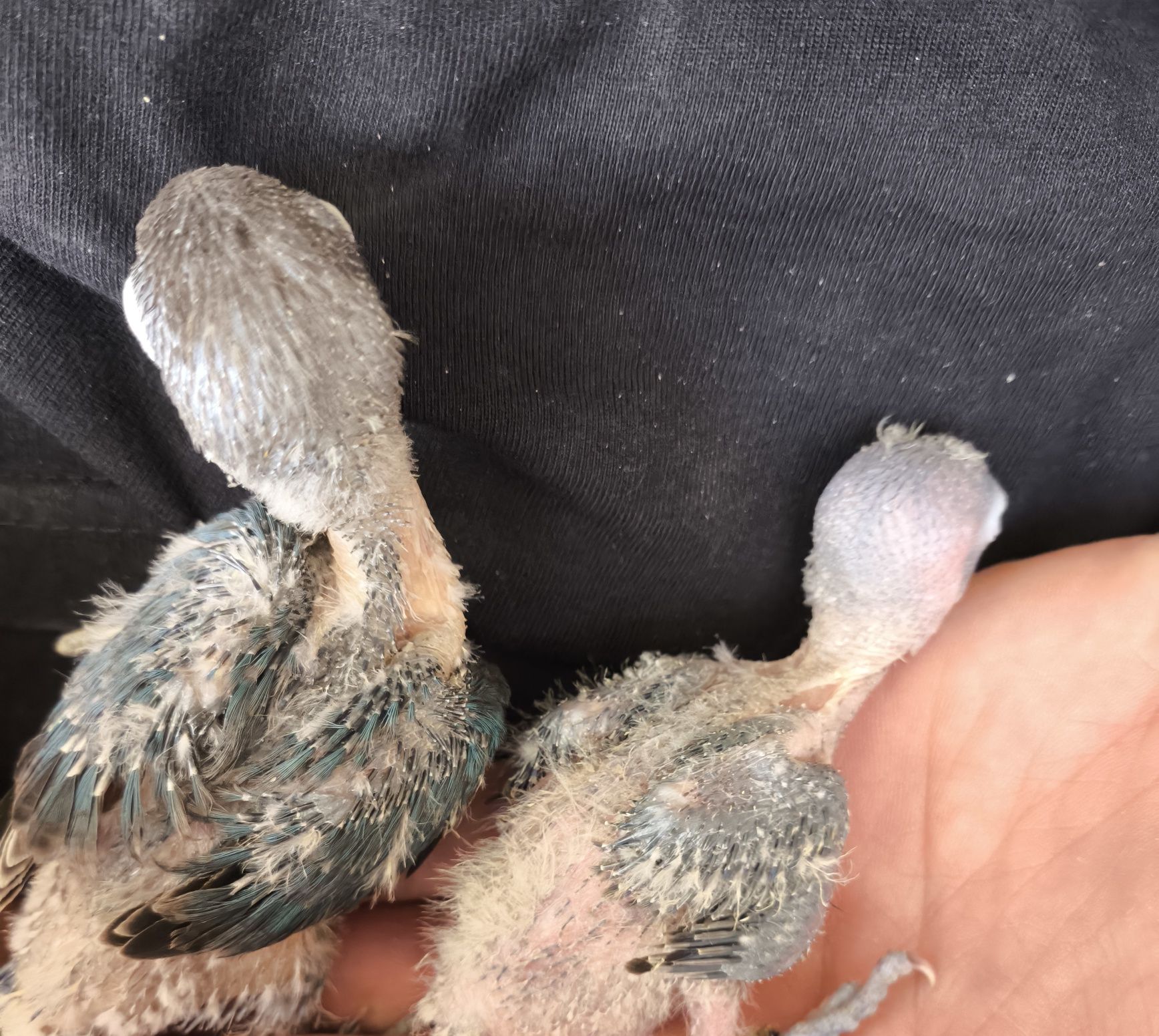 Agapornis personatas