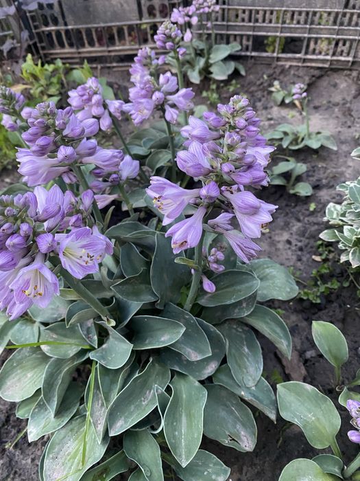 Хоста карликова голуба