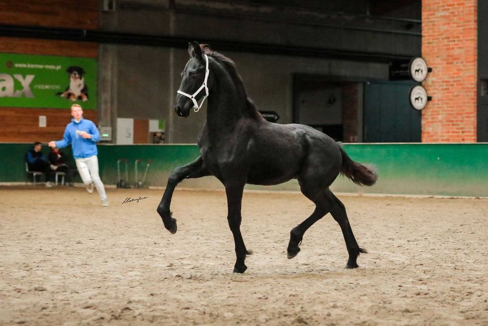 Ogierek fryzyjski, koń fryzyjski, fryz