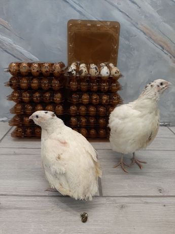 Инкубационные яйца перепела -гиганта ТЕХАС