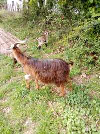 Vendo cabra e cabrito