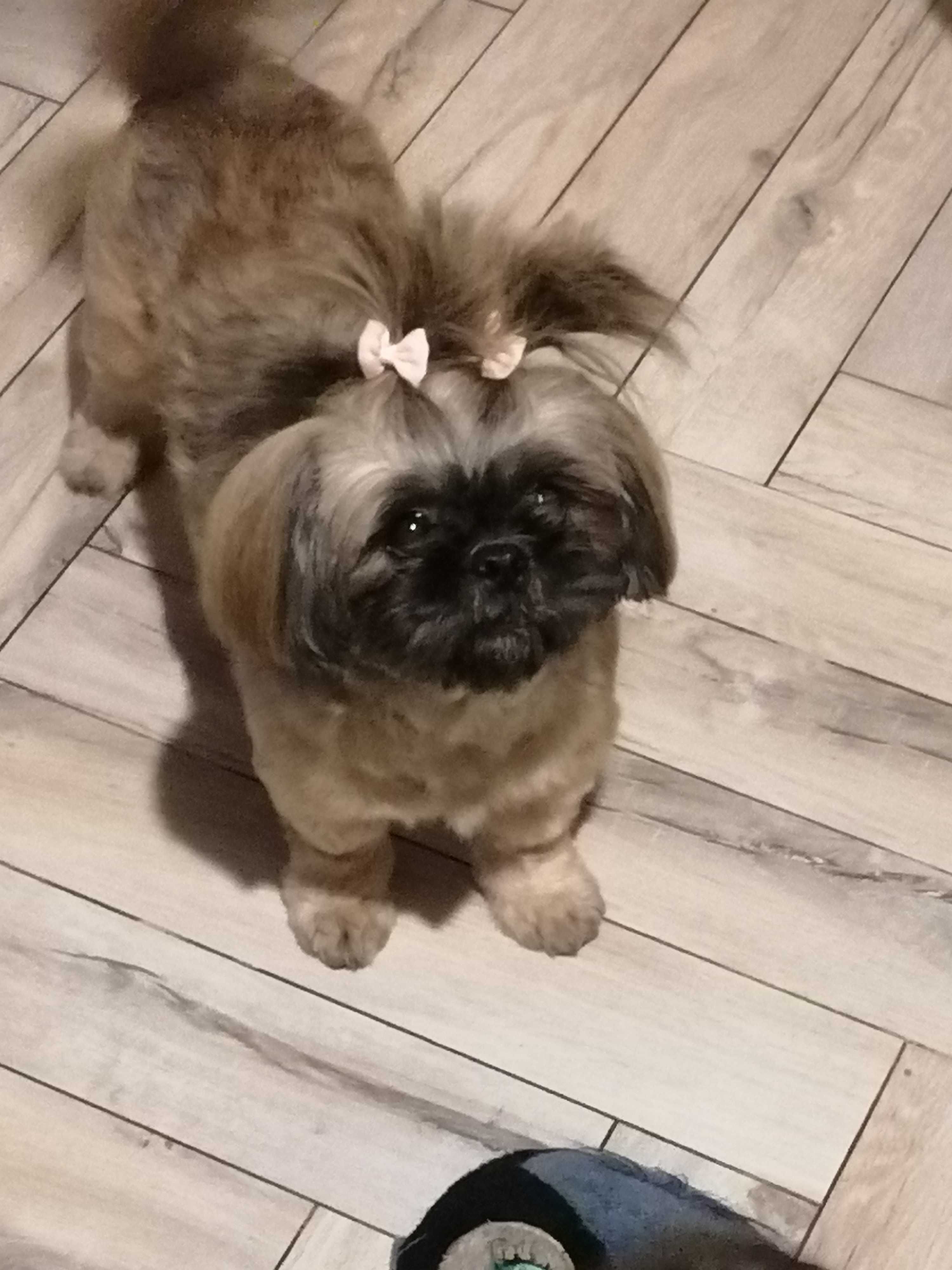 SHIH TZU dziewczynka gotowa do odbioru