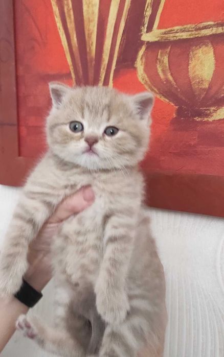 Плюшеві шотландські кошенята