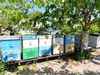 Продам пчелосемьи , пасека, ульи , рамки, медогонка