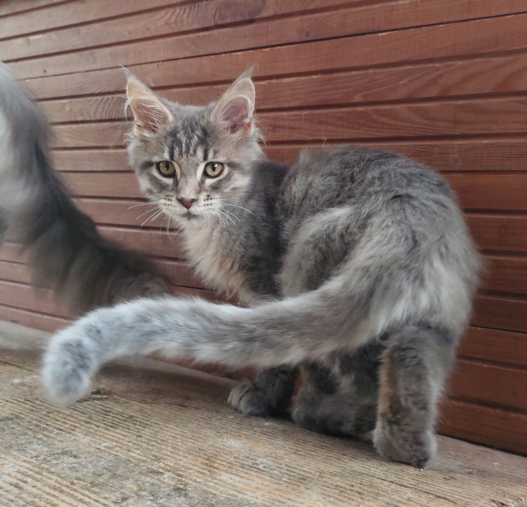Niebieski kocurek Maine Coon BLUEBERRY Ashantu*PL