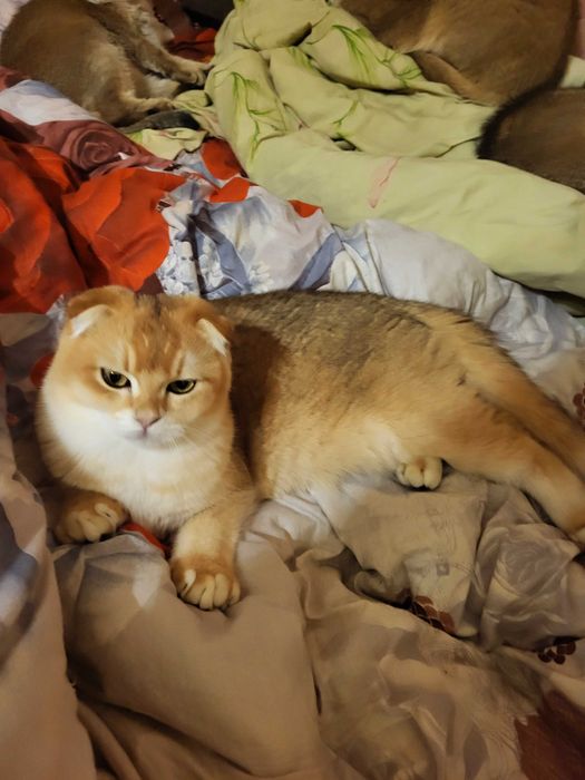 Добрий хлопчик золота шиншилла.