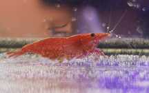 Krewetki Red Cherry