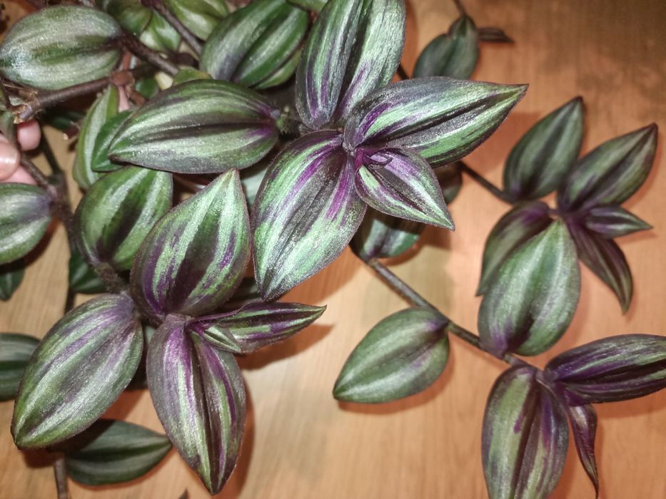 Trzykrotki duży zestaw 20 odmian kolorowe kwiaty doniczkowe