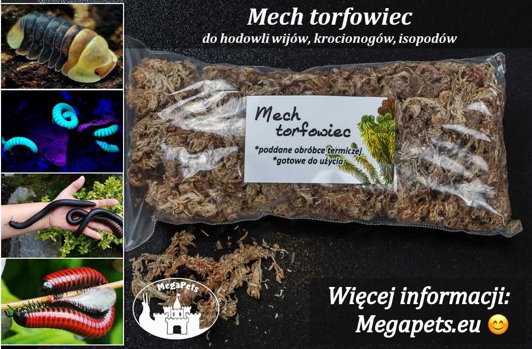 Krocionóg Spirostreptus sp. “Tanzania” Wije Karaczany Ślimaki Stonoga