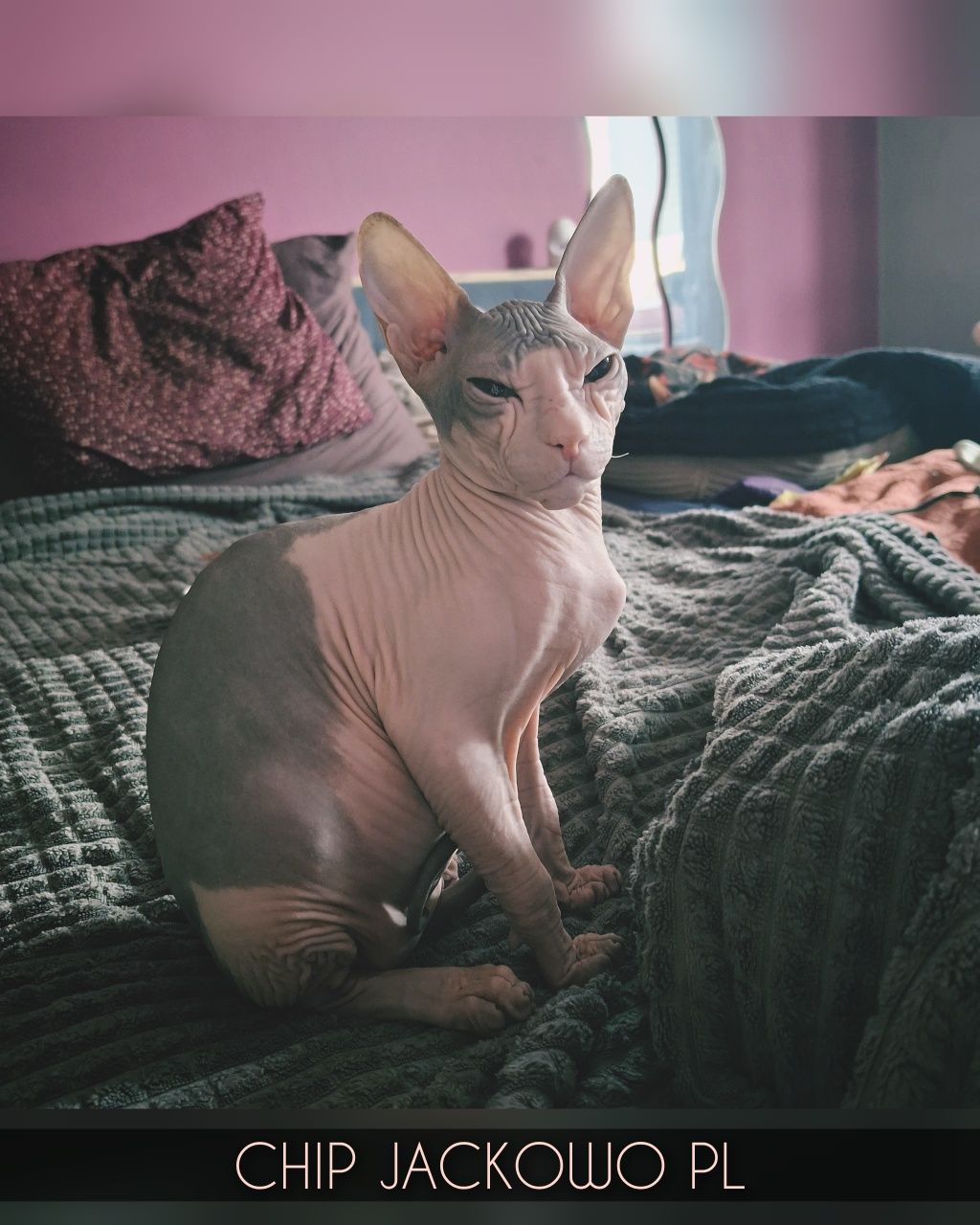 Sfinks Doński/Don Sphynx, CHIP - piękny kocurek bikolor, miot C.