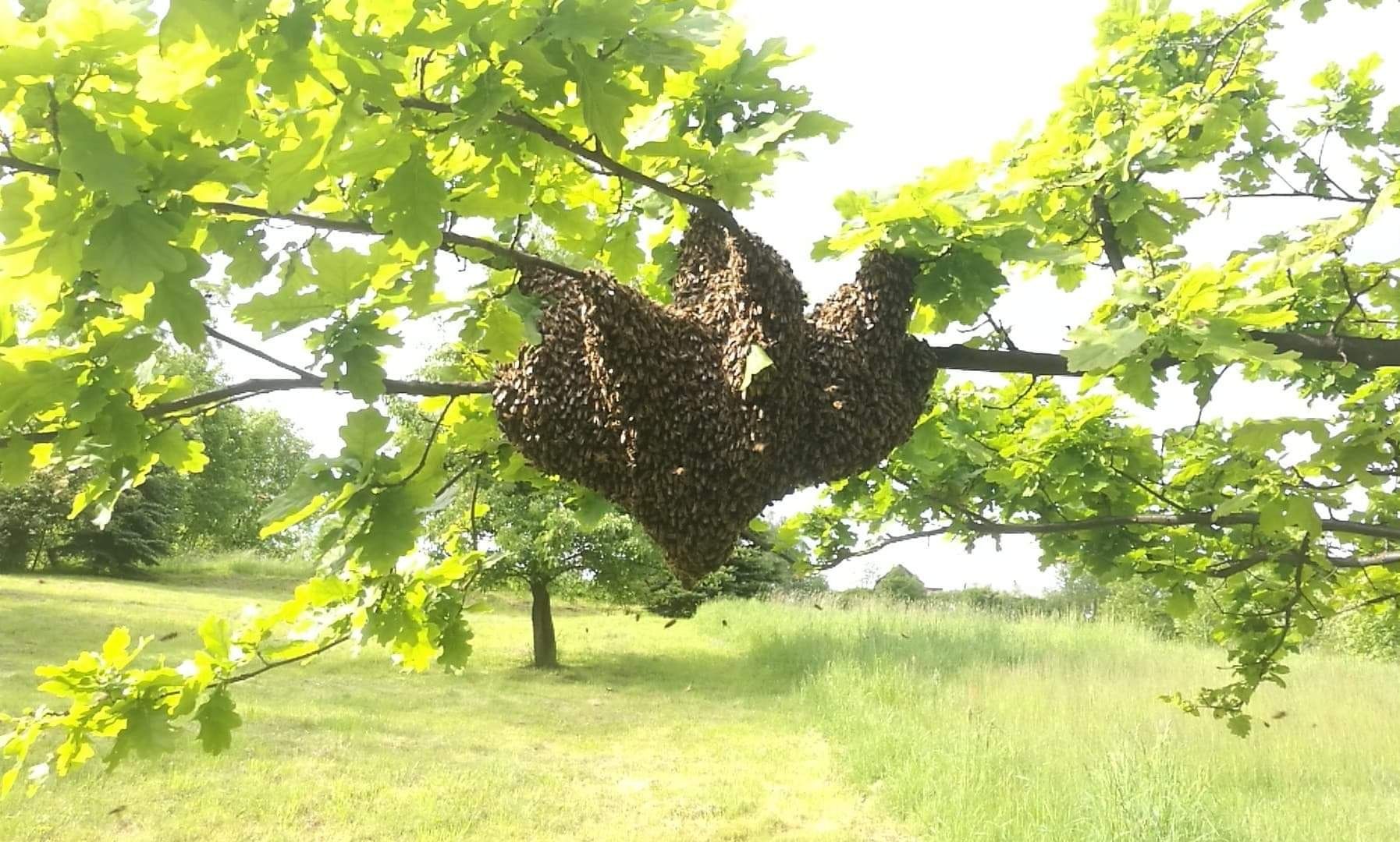 Pszczoły, roj pszczeli