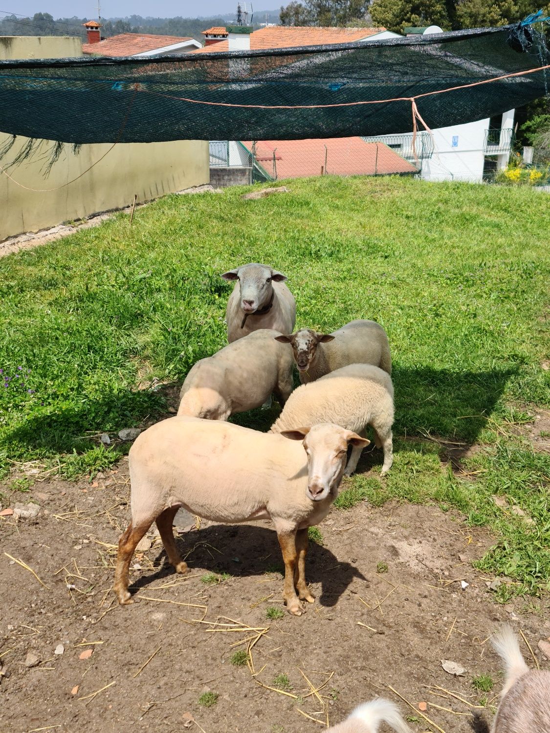 Tosquio ovelhas  santa maria da feira e arredores