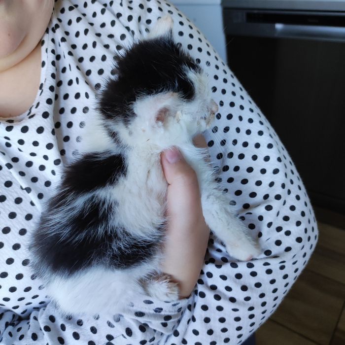 Malutki kocurek szuka domu ! Pilne