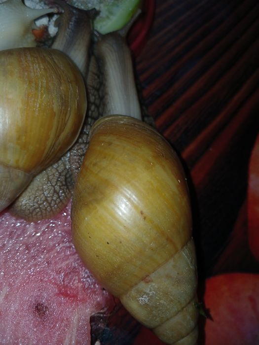 Ахатина фуліка родація