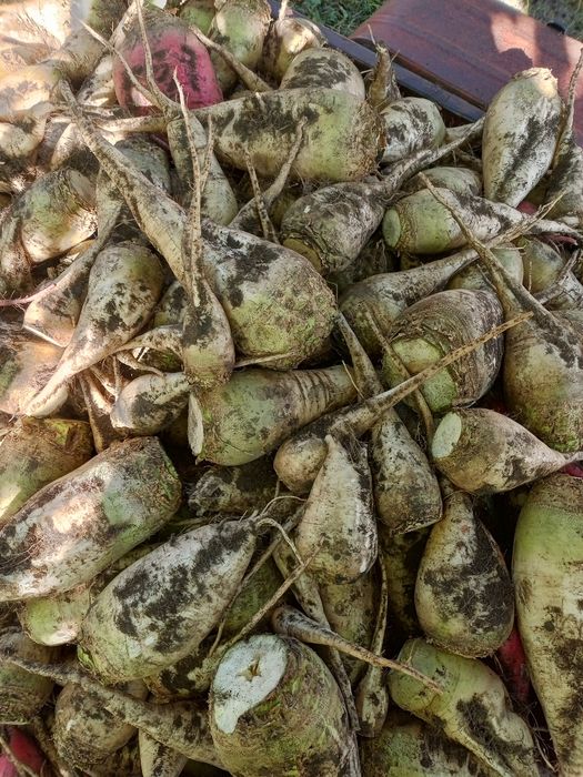 Буряк   кормовий