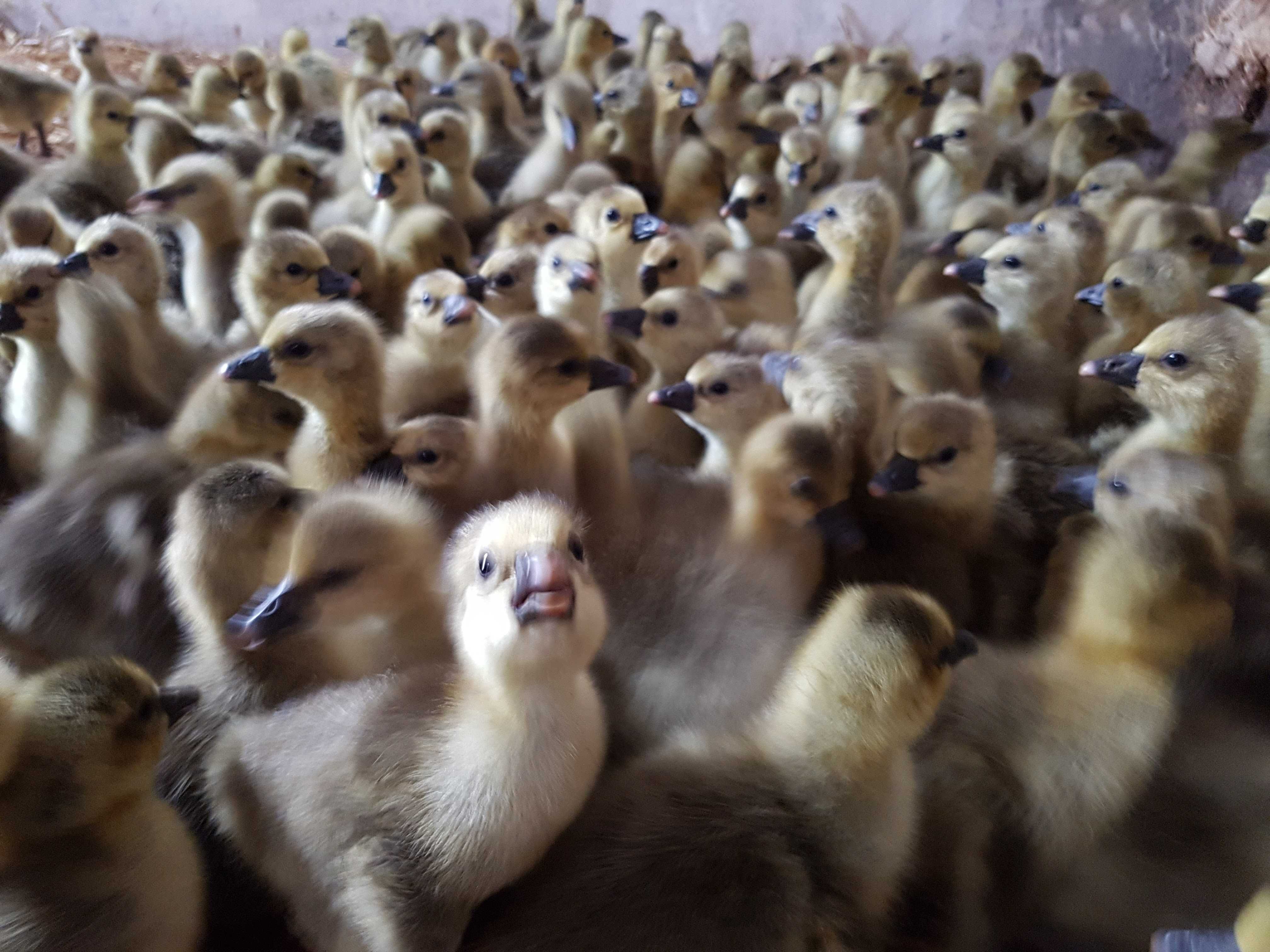 Gęsi pisklęta do odchowu kartuska, kubańska, landes dowóz Gratis