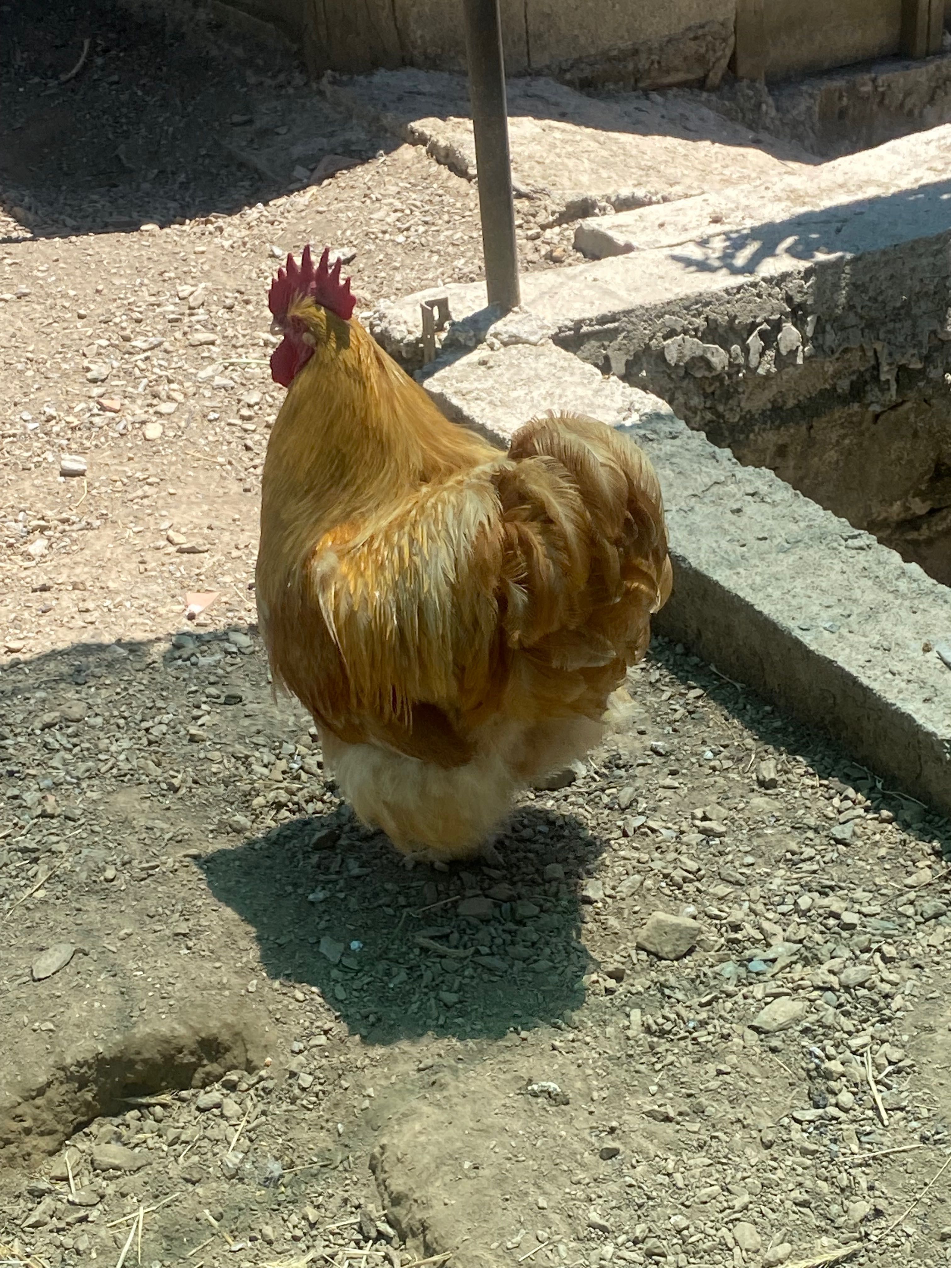 Galo de raça orpington amarela