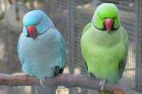 Ожереловые попугаи собственного разведения в наличии!!!